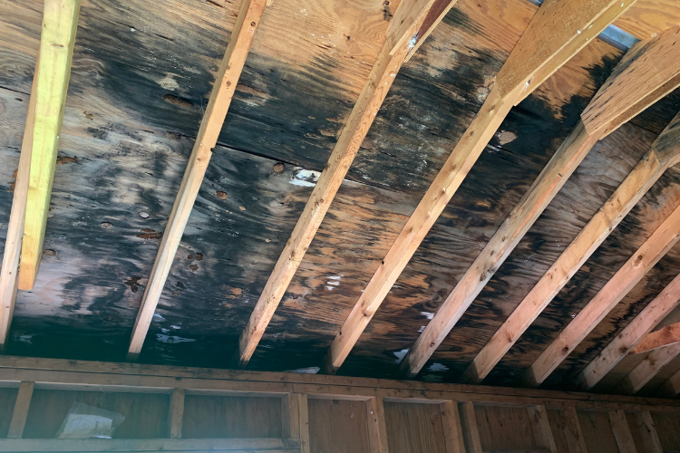 Does Mold Have To Be Removed Professionally