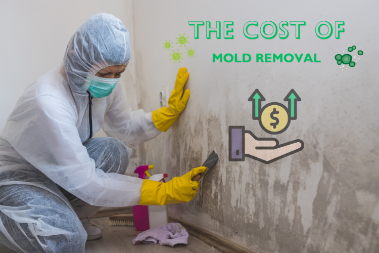 the cost of mold removal