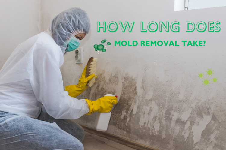 How long does mold removal take