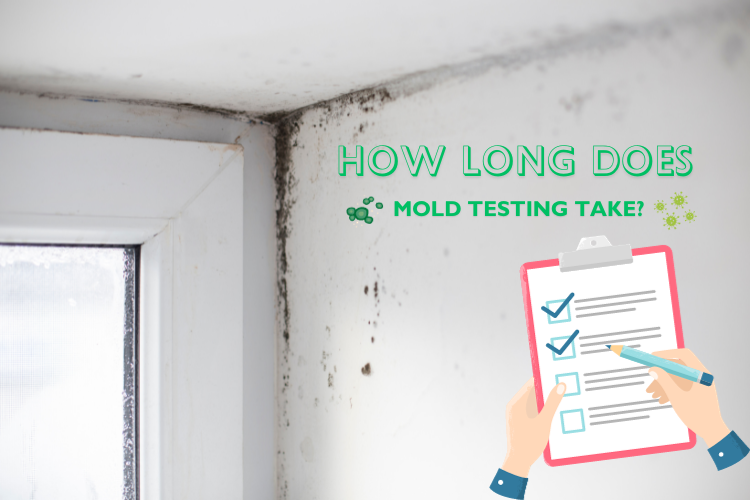 How long does mold testing take?